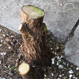 small-tree-removal