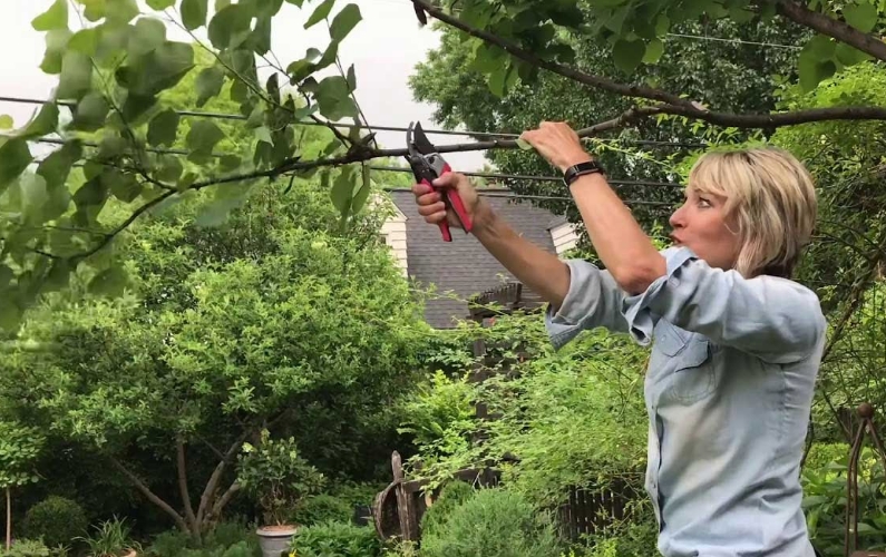 tree-pruning